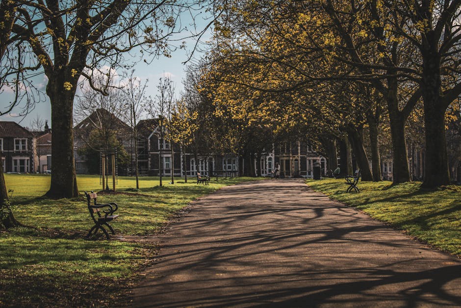 A wide asphalt pathway lined with large deciduous trees, some with yellowing leaves, extends through a park-like setting on a clear day. Wooden benches with metal armrests and legs are positioned along the grassy edges of the path, casting shadows on the ground. In the background, residential houses with brick facades and pitched roofs are visible behind the trees. The scene is well-lit, with sunlight filtering through the tree branches, creating dappled patterns of light and shadow on the pathway. This peaceful outdoor environment may serve as an area where property owners, supported by companies like Man with Van Morden Park, coordinate home relocation or furniture transport activities outdoors, during which they might load or unload household items such as boxes and furnishings from moving vehicles, although no people or moving equipment are visible in this image.