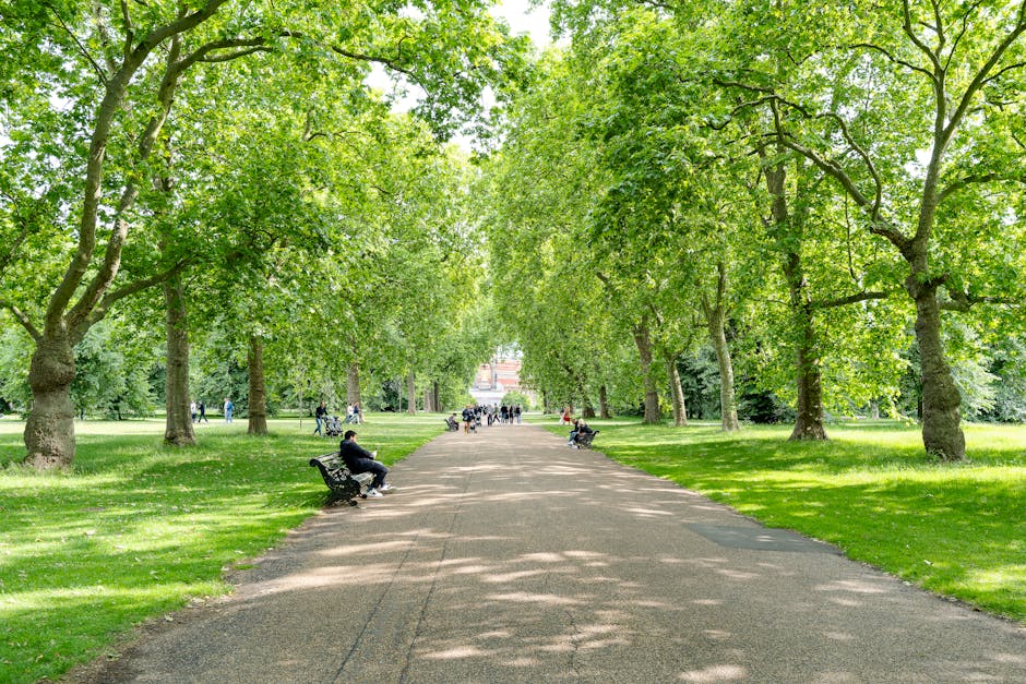 A wide pathway inside a lush, green park lined with tall deciduous trees with dense foliage, casting dappled shadows on the ground. Several people are seated on black park benches along the path, some reading or relaxing, while others are walking or biking further in the background. The scene captures a calm, outdoor environment ideal for leisure and social activities. The pathway appears to be part of a home relocation or moving process facilitated by Man with Van Morden Park, with the natural surroundings providing a tranquil setting for the transport or packing activities associated with house removals and furniture transport services.